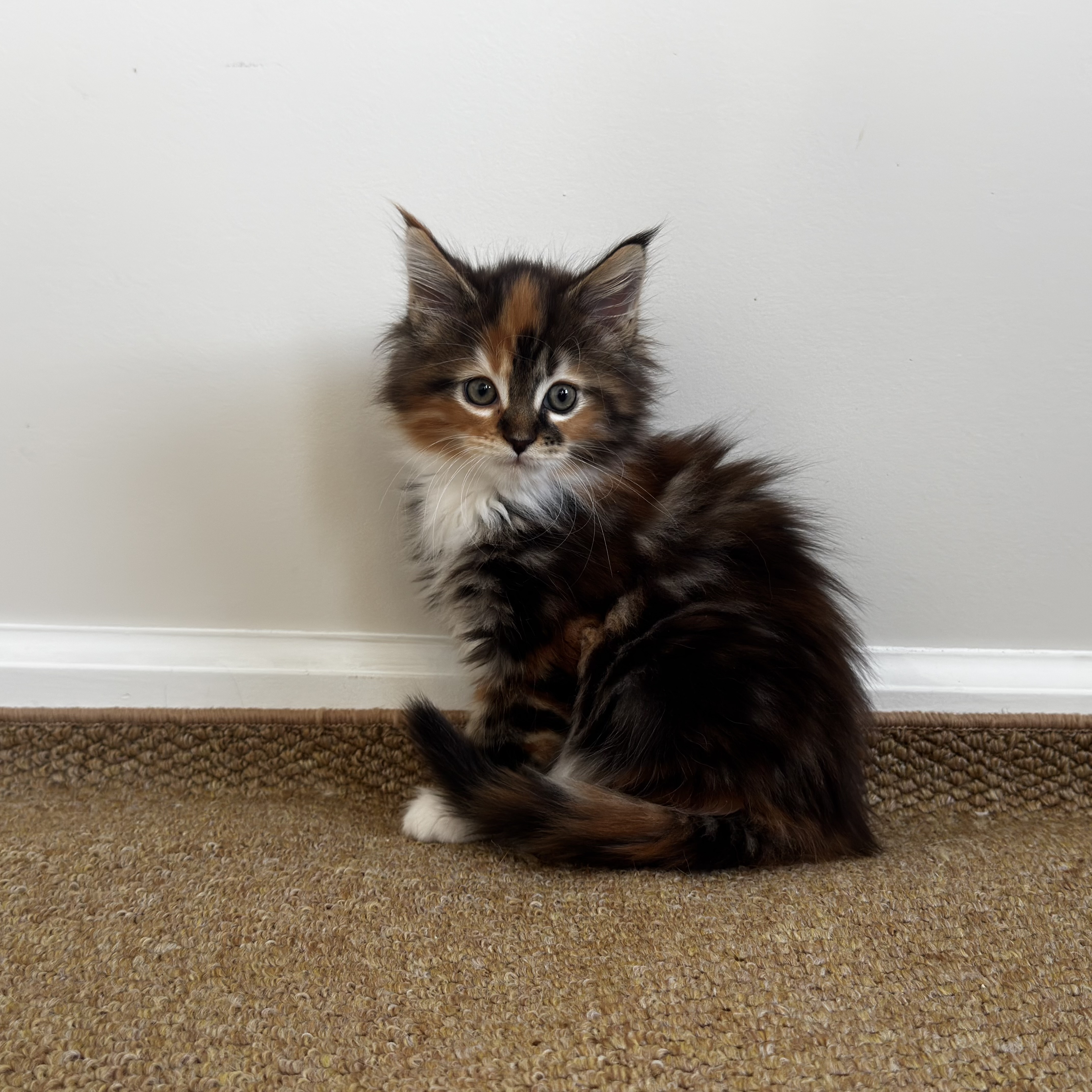 litter i kitten cover image